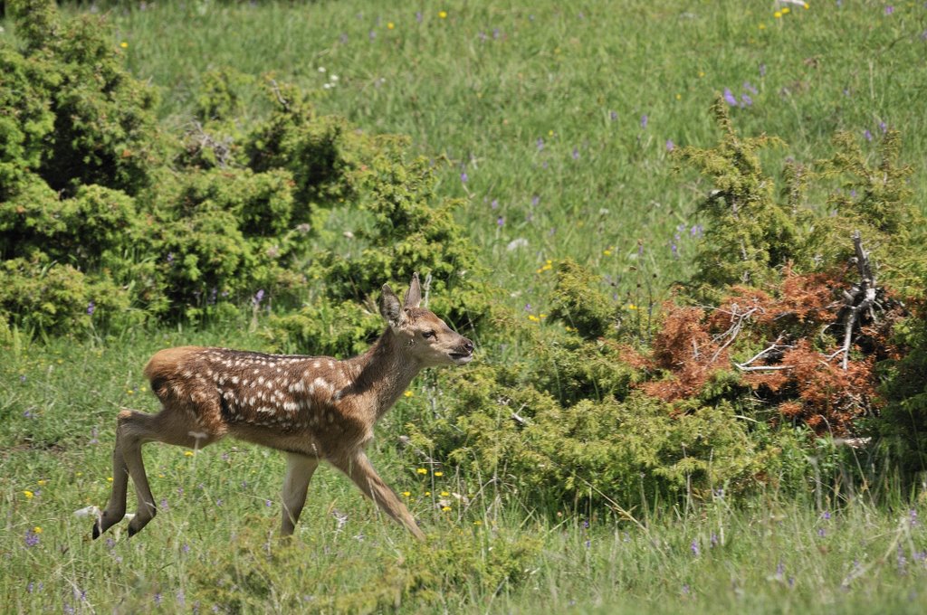 Cuccioli  (fotoracconto)